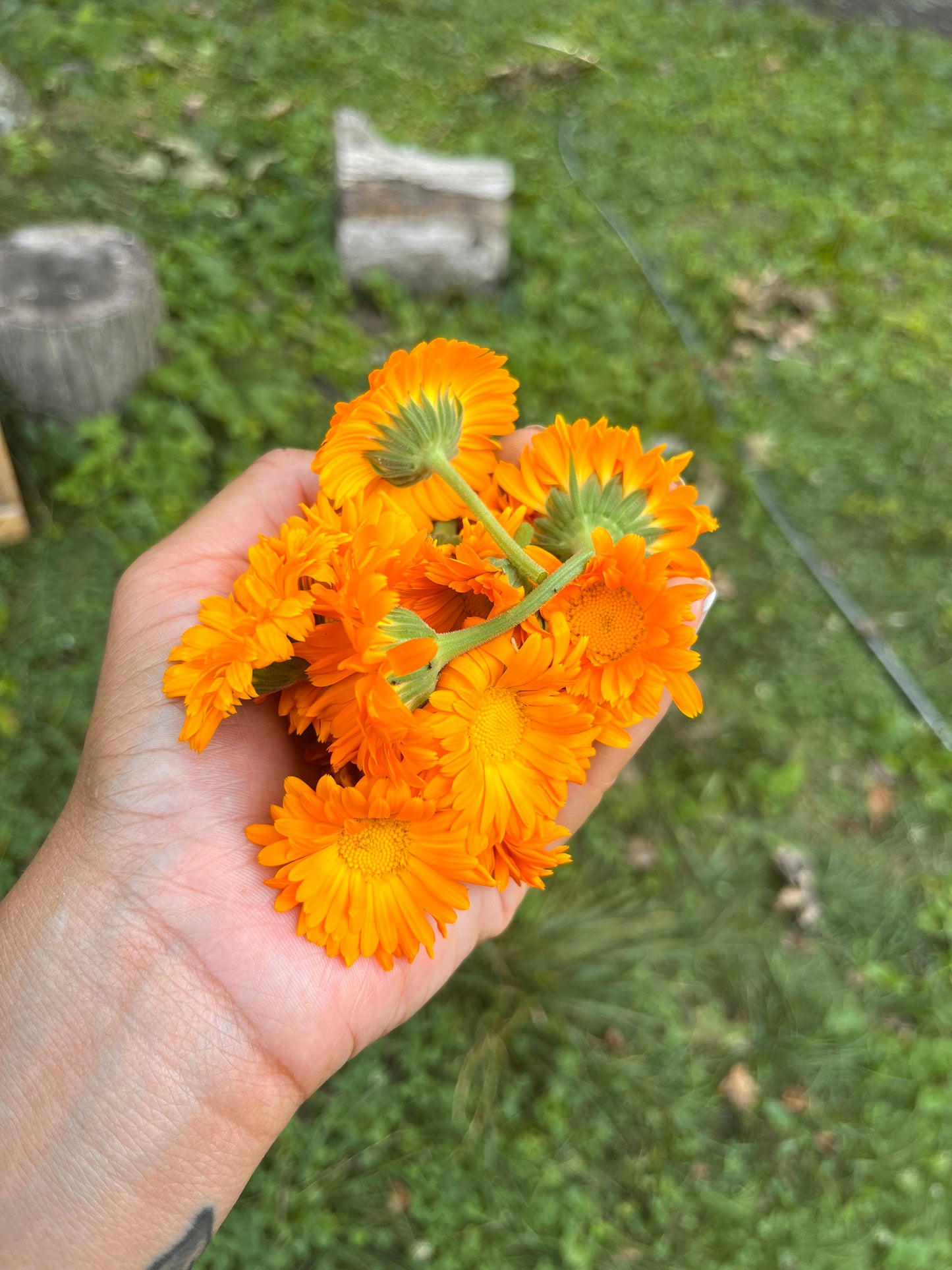 Calendula Whipped Shea Butter
