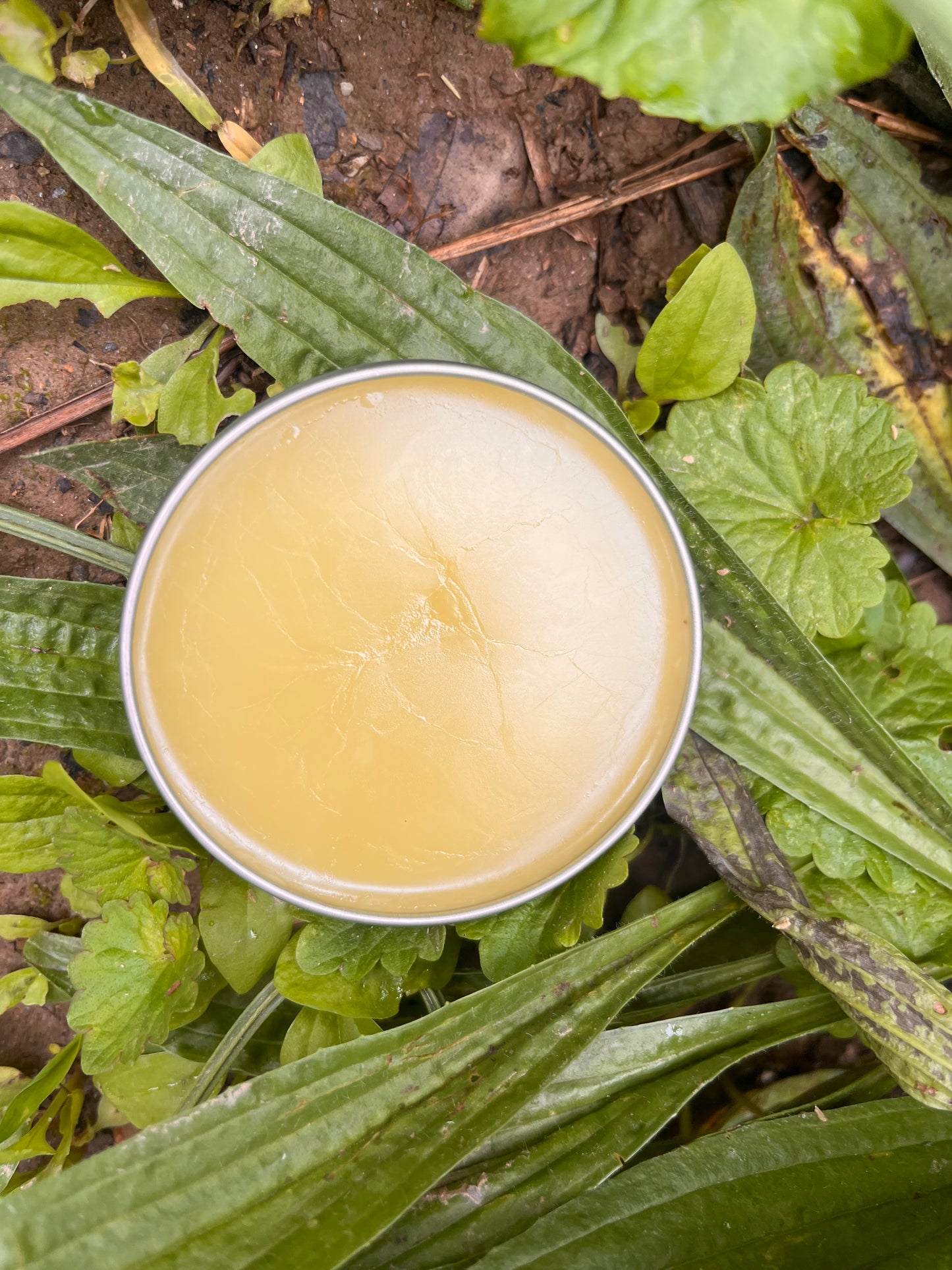Bug Bite Salve